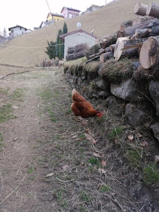 Graziosa, Casetta in Valgerola Rasura Esterno foto